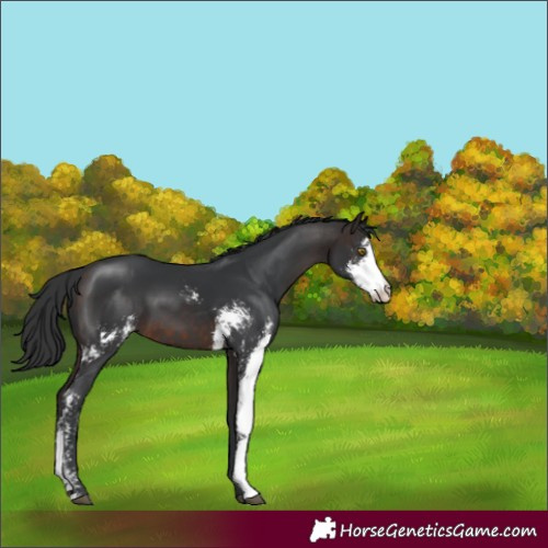 Horse Color:Brown Sabino 