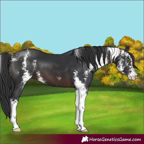 Horse Color:Brown Sabino 