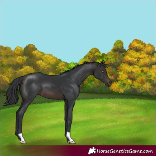 Horse Color:Brown 