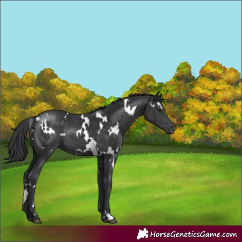 Horse Color:White Spotted Black 