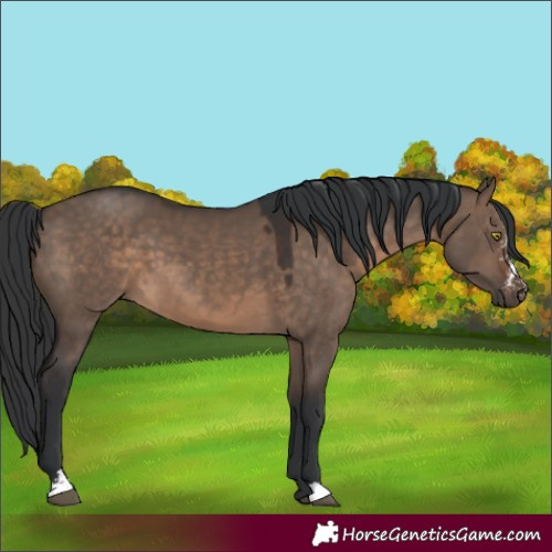Horse Color:Brown Dun Sabino