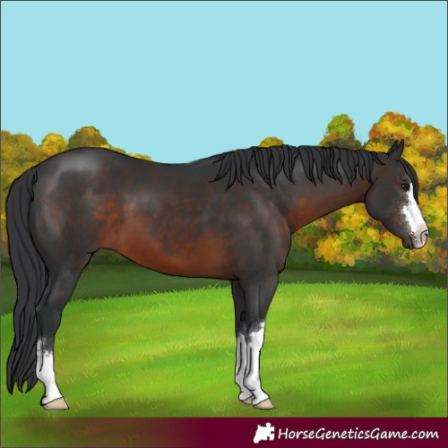 Horse Color:Brown 