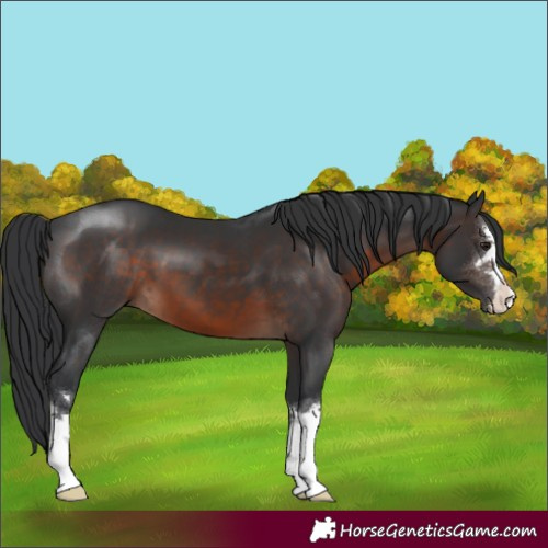 Horse Color:Brown 