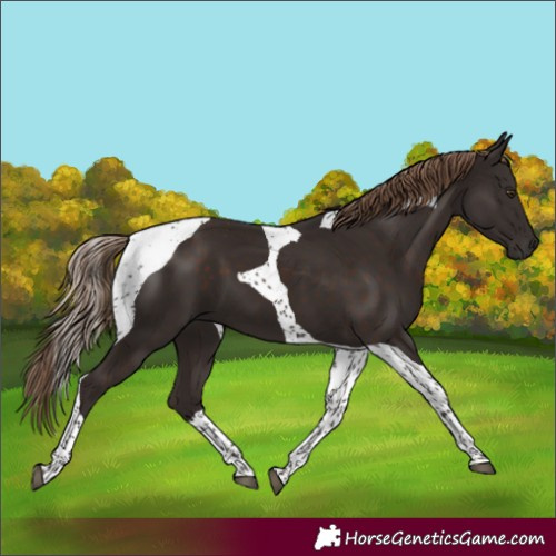 Horse Color:Liver Chestnut Tobiano 