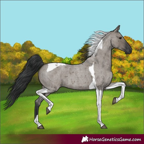 Horse Color:Grullo Roan Tobiano