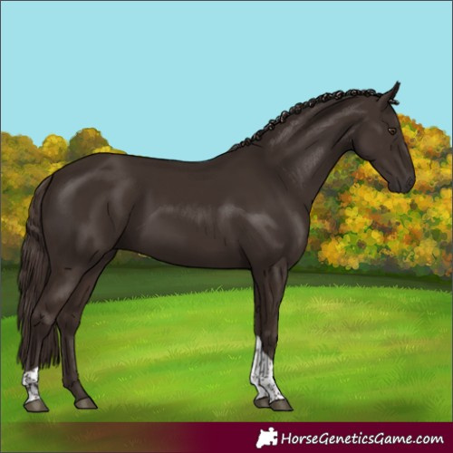 Horse Color:Liver Chestnut Tobiano