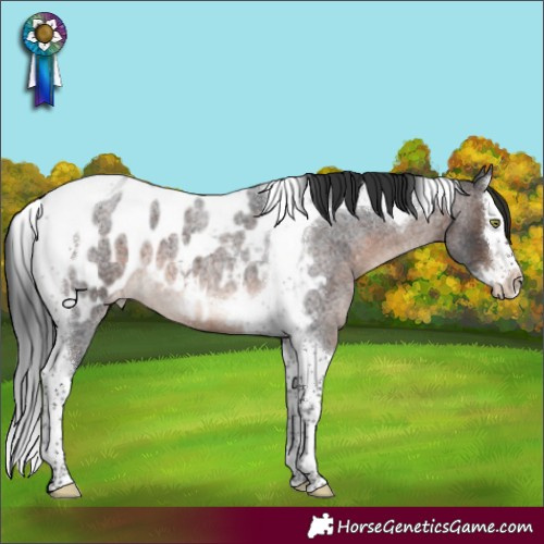 Horse Color:Brown Roan Mushroom Splash Tobiano Appaloosa