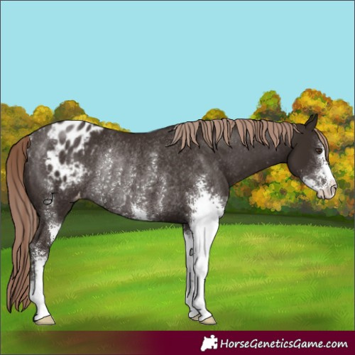 Horse Color:Liver Chestnut Sabino Appaloosa Rabicano 