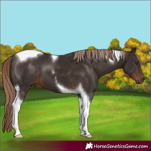 Horse Color:Liver Chestnut Tobiano