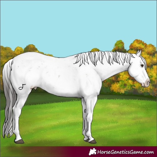 Horse Color:Liver Chestnut Sabino Appaloosa Rabicano 