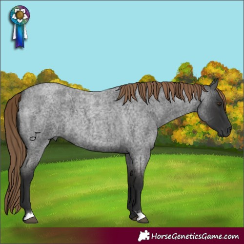 Horse Color:Gray Liver Red Roan