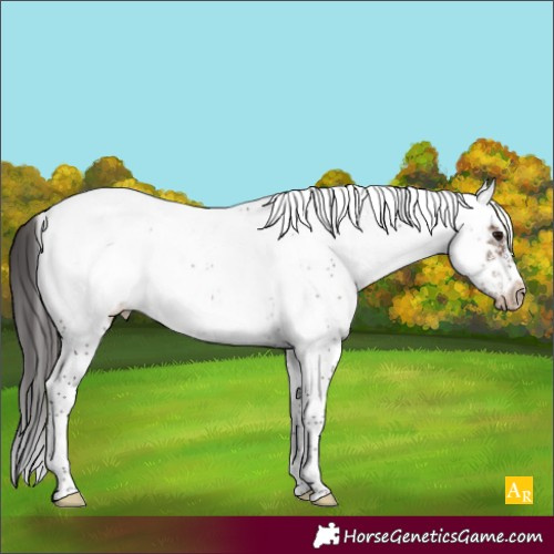 Horse Color:White Spotted Brown Tobiano Frame Appaloosa Rabicano