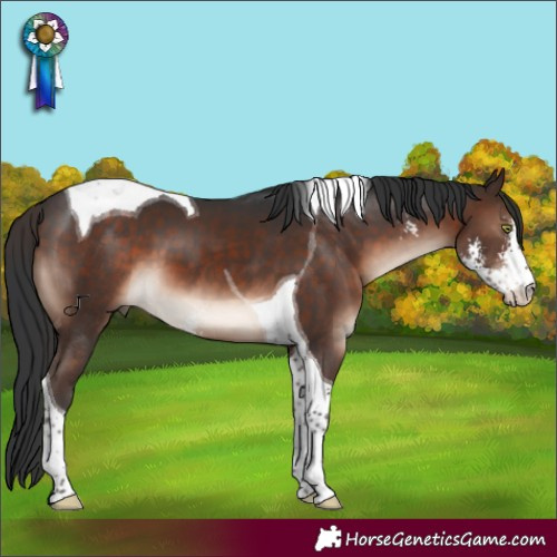 Horse Color:Brown Mushroom Sabino Tobiano
