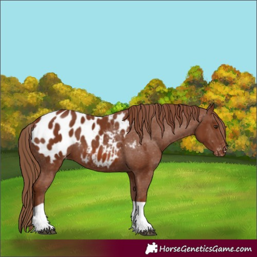 Horse Color:Chestnut Appaloosa