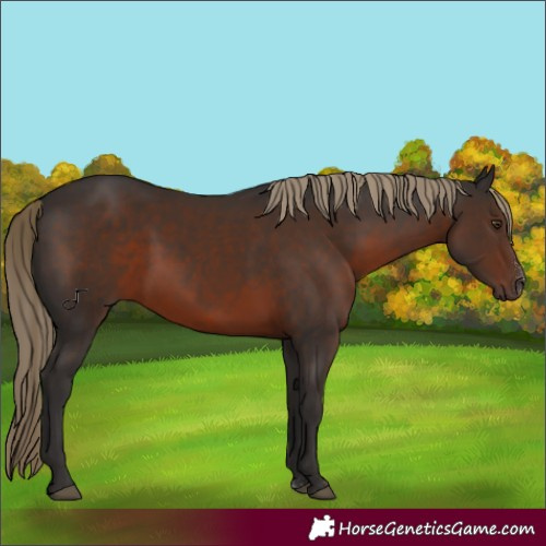 Horse Color:Liver Chestnut Sabino 