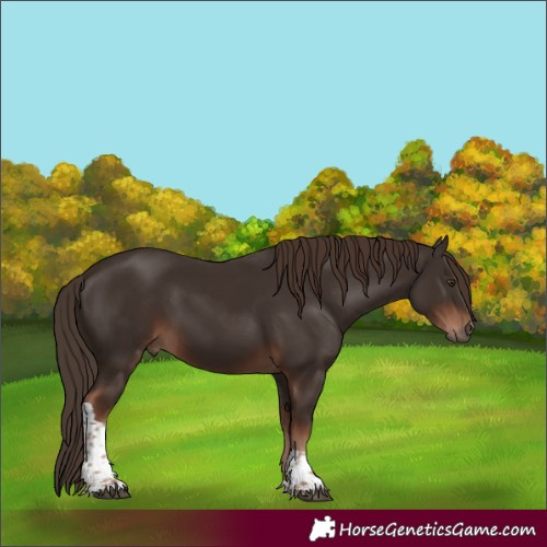 Horse Color:Liver Chestnut Tobiano