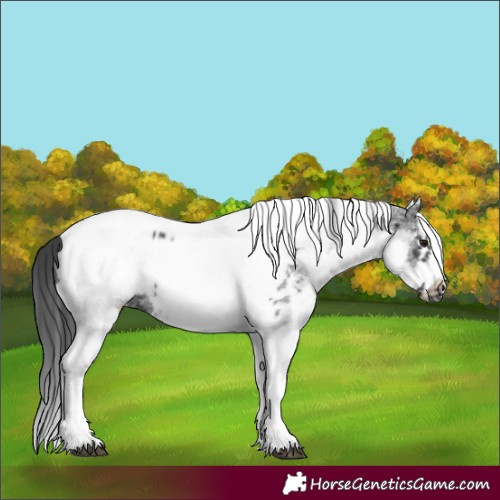 Horse Color:White Spotted Black Splash Tobiano Frame Appaloosa