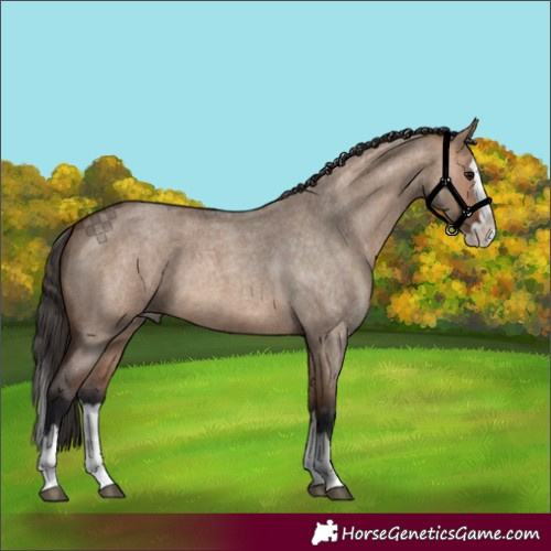 Horse Color:Bay Roan Dun Splash