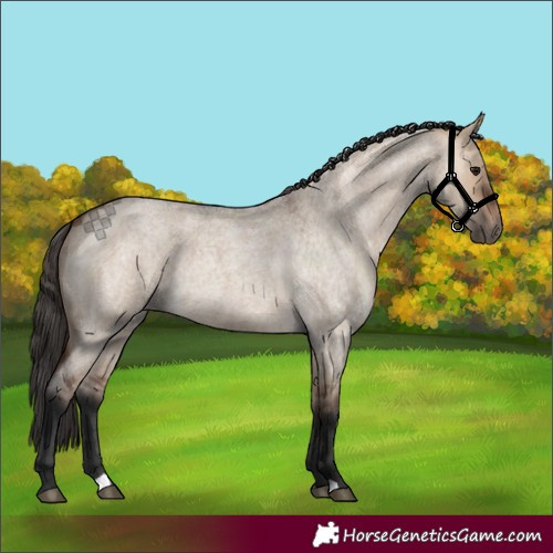 Horse Color:Bay Roan Dun 