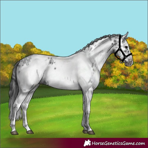 Horse Color:White Spotted Black Splash Tobiano Frame Appaloosa