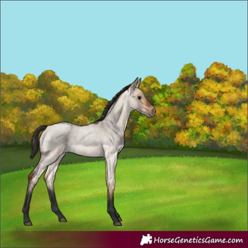 Horse Color:Bay Roan Dun Rabicano 