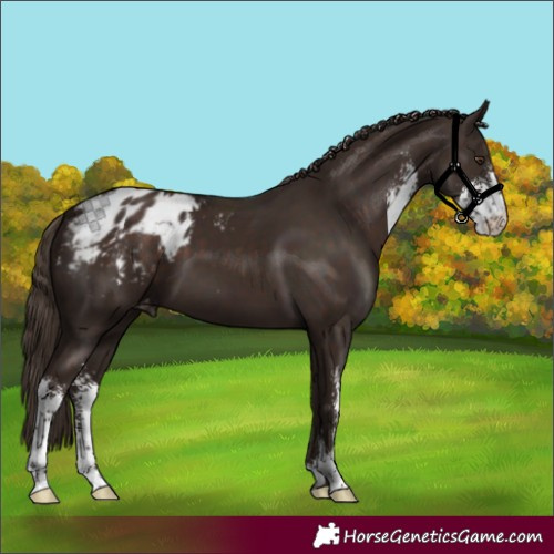 Horse Color:Liver Chestnut Sabino Varnish