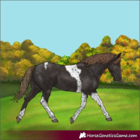 Horse Color:Liver Chestnut Tobiano