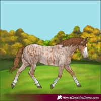 Horse Color:Chestnut  and Red Roan 