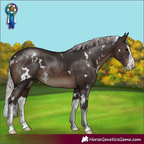 Horse Color:White Spotted Silver Brown Splash 
