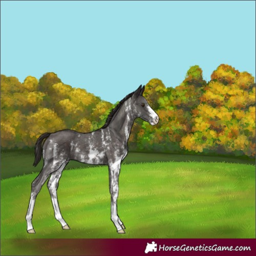 Horse Color:Liver Chestnut Sabino 