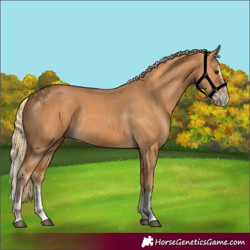 Horse Color:Chestnut  and Chestnut Splash 