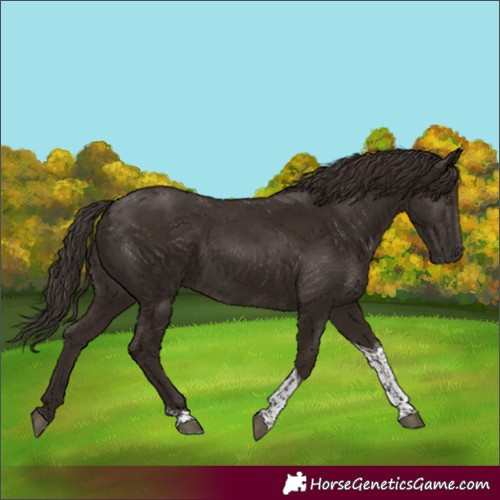 Horse Color:Liver Chestnut Tobiano