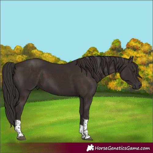Horse Color:Unknown 