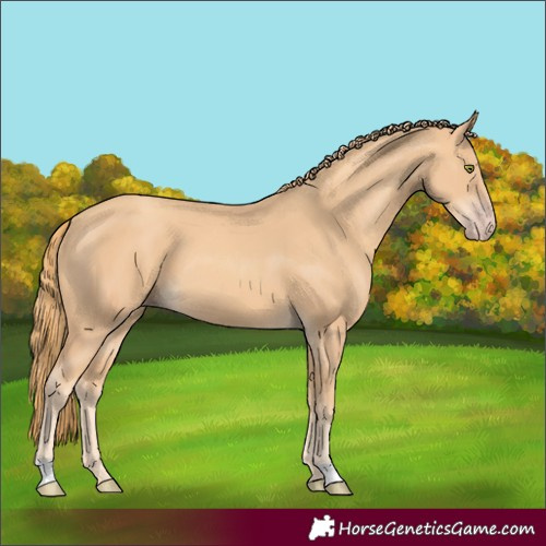 Horse Color:Unknown 