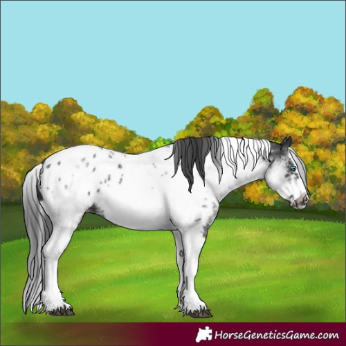 Horse Color:White Spotted Black Splash Tobiano Frame Near Leopard 