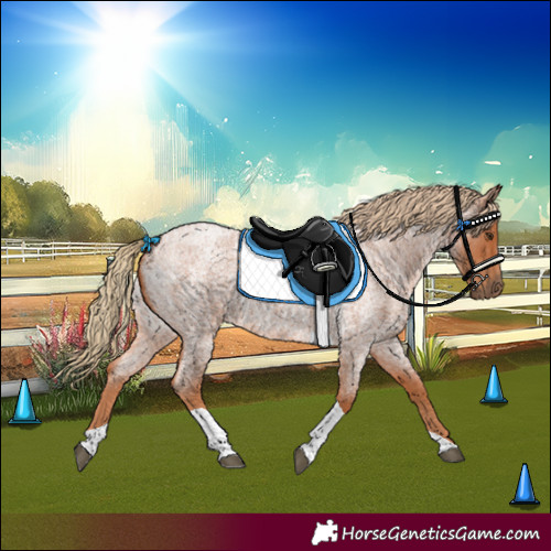 Horse Color:Red Roan Tobiano 