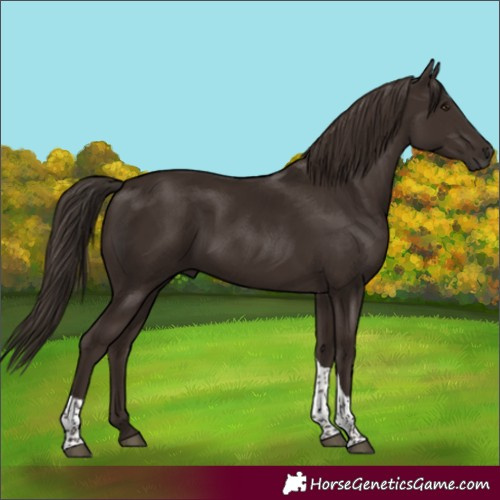 Horse Color:Liver Chestnut Tobiano 