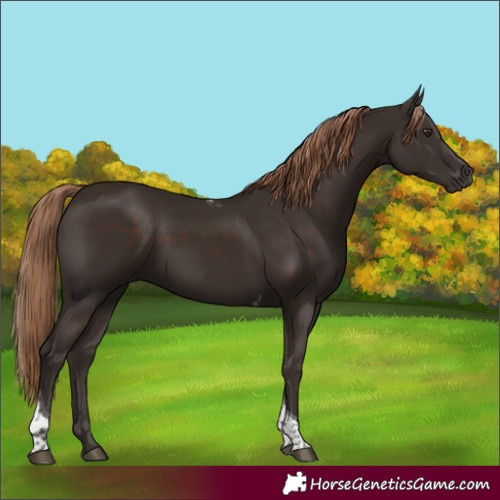 Horse Color:Liver Chestnut Tobiano