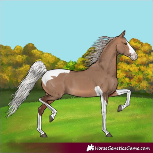 Horse Color:Silver Brown Dun Splash Tobiano 