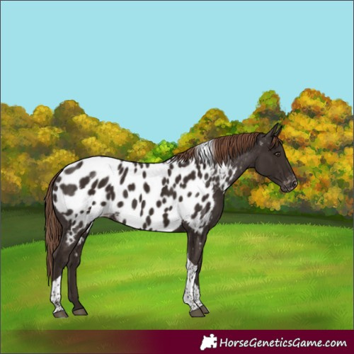 Horse Color:Unknown 