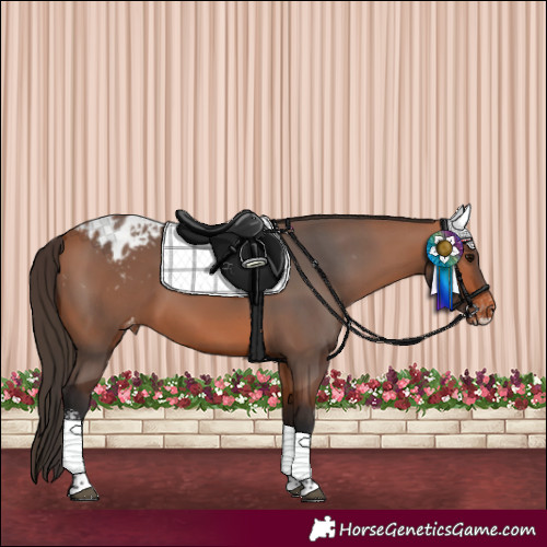 Horse Color:Bay Sabino Tobiano Appaloosa