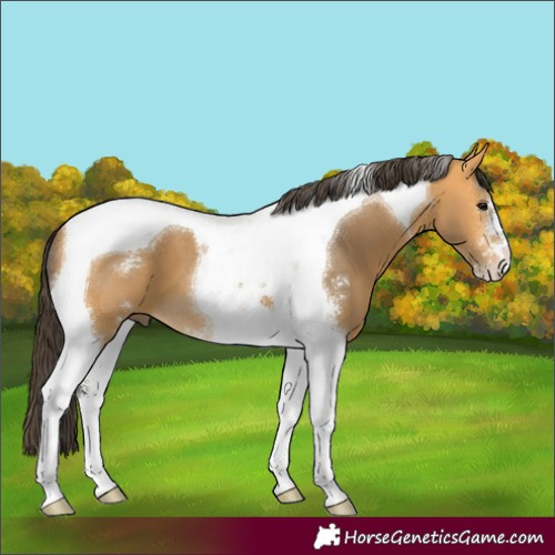 Horse Color:Buckskin Sabino Tobiano