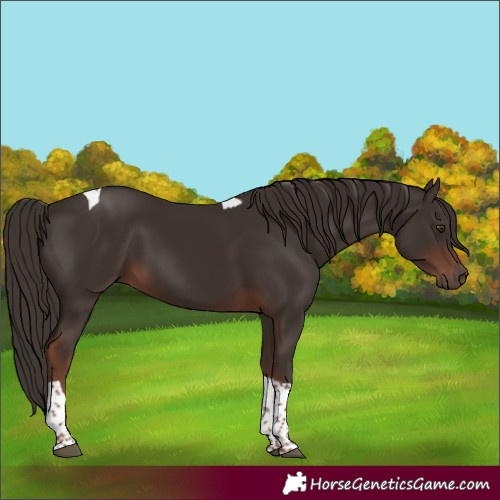 Horse Color:Liver Chestnut Tobiano 