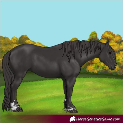 Horse Color:Smoky Black and Smoky Black