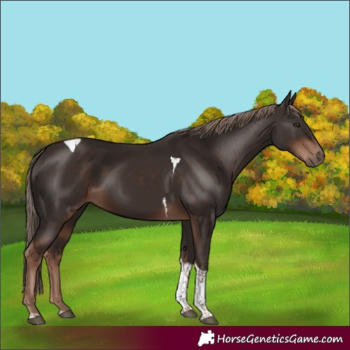 Horse Color:Liver Chestnut Tobiano