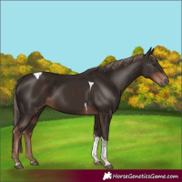 Horse Color:Liver Chestnut Tobiano 