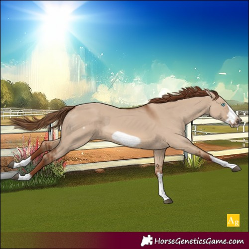 Horse Color:Unknown 