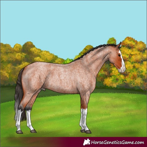 Horse Color:Unknown 