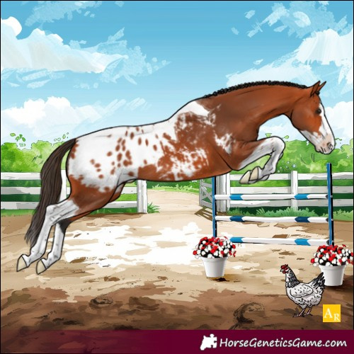 Horse Color:Bay Splash Tobiano Blanket 