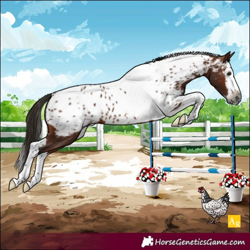 Horse Color:Gray Bay Splash Tobiano Near Leopard